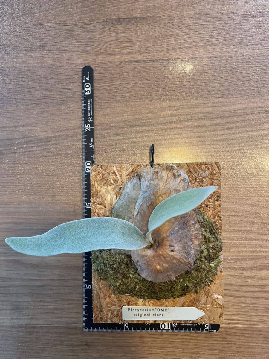 Platycerium omo OC ビカクシダ オモ かし 