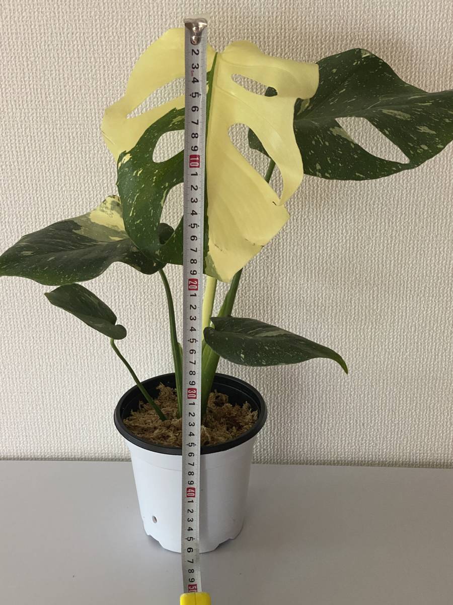 斑入りモンステライエロー・タイコンステレーション・ Yellow