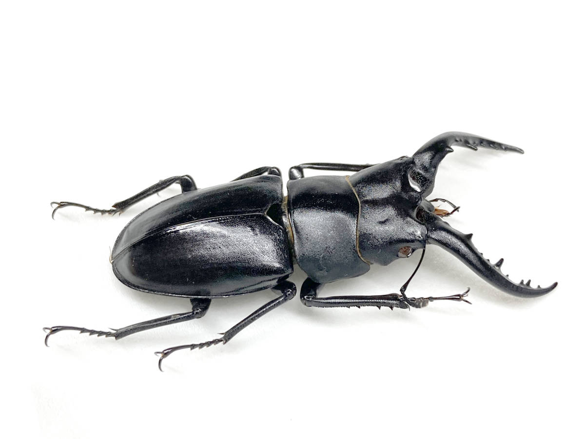 ハチジョウノコギリクワガタ ハチジョウノコギリクワガタ 末吉WF3