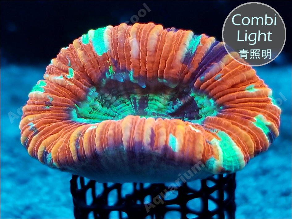 『ビクール』S４６オオバナサンゴ（４ｃｍ前後）