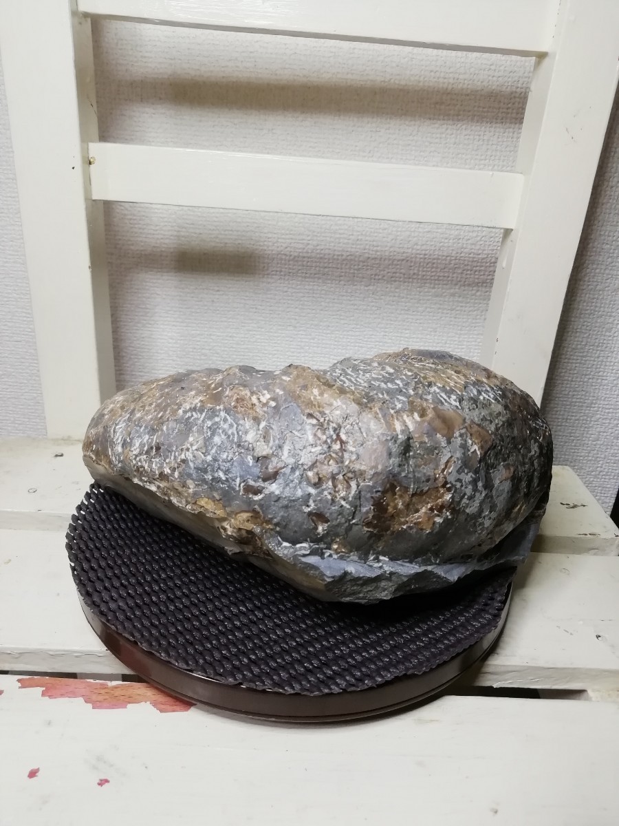 北海道 アンモナイト ユウパキディスカス 北海道産 アンモナイト化石