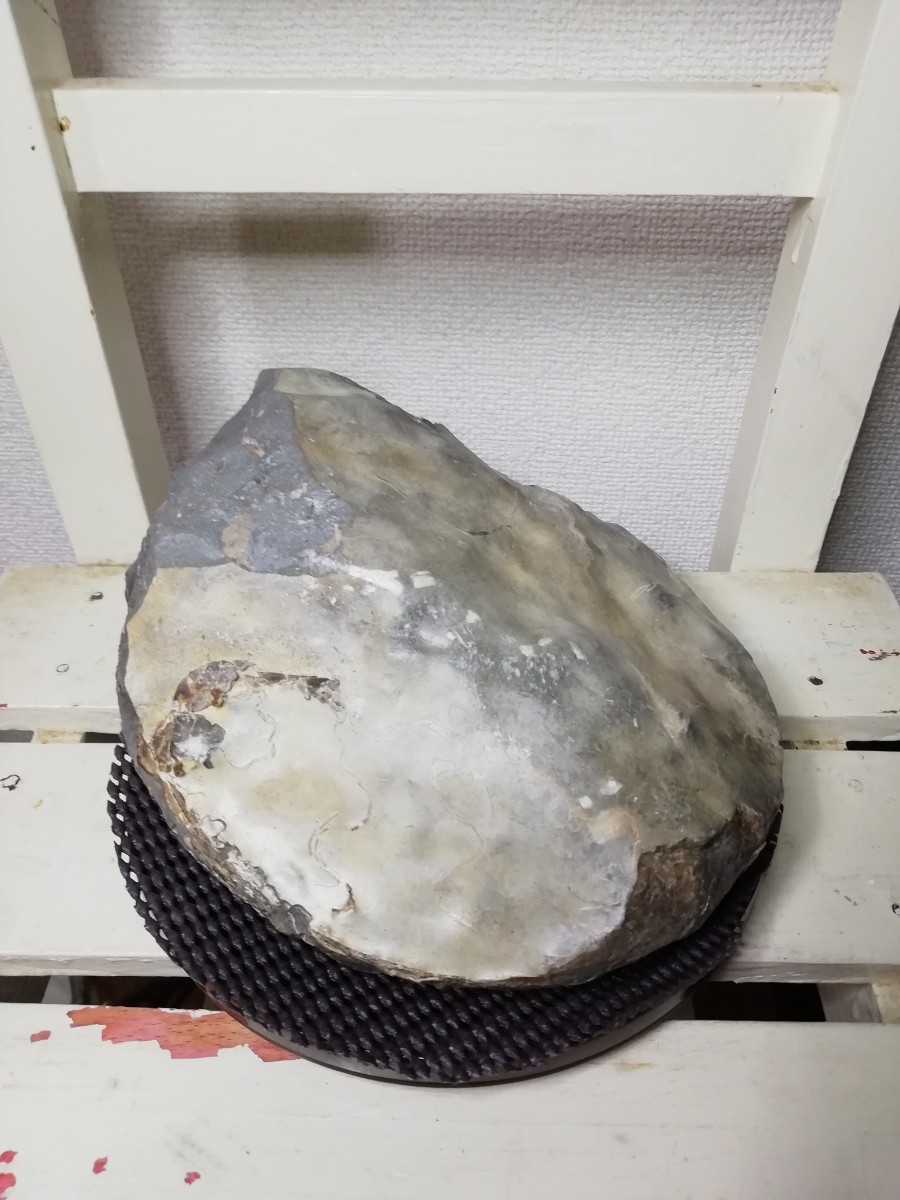 北海道 アンモナイト ユウパキディスカス 北海道産 アンモナイト化石