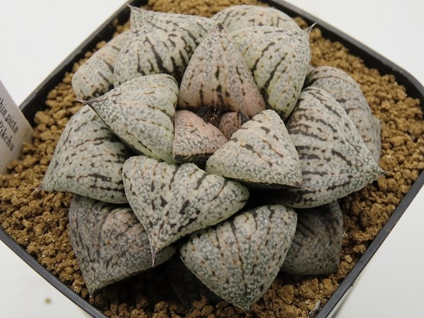 ■[W15]Machu Pikchu　マチュピチュ×京桜　実生　未繁殖　ヤマト運輸発送のみ 【多肉植物　Haworthia　ハオルチア　ハオルシア】