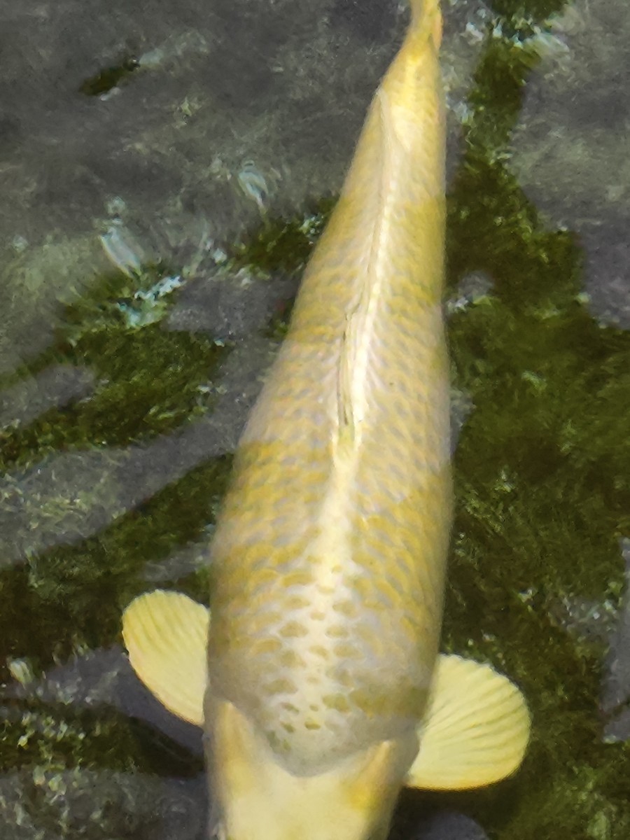 錦鯉山吹黄金60cm超え 錦鯉山吹黄金60cm超え