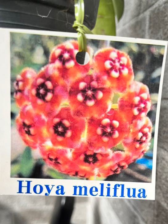 Hoya meliflua | UK eBay PlantSnap Hoya meliflua