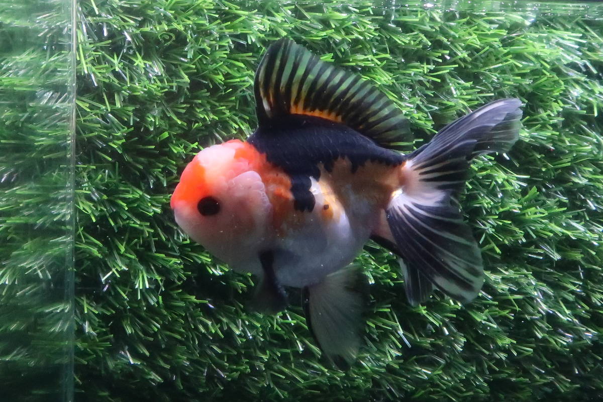 74＜water-flap＞ タイ産オランダシシガシラ　トリカラー　　ローズテール