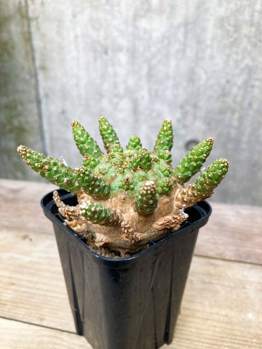Euphorbia gamkensis E290【良型】 ユーフォルビア ガムケンシス