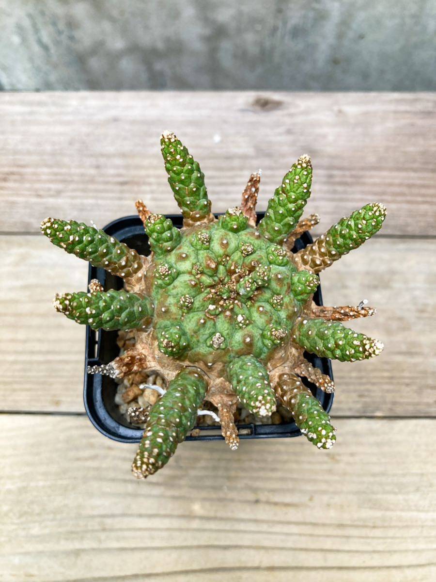 Euphorbia gamkensis E290【良型】 ユーフォルビア ガムケンシス