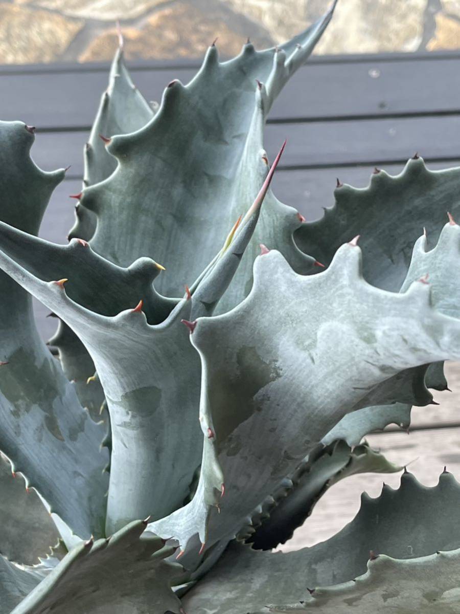 ファンキートゥース Funky Toes プロトアメリカーナ アメリカーナ