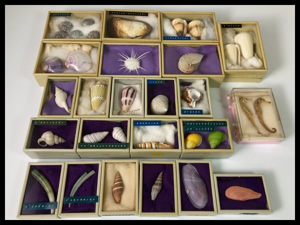 【数量限定，お得】 s888 貝 貝殻 標本 サカエミノムシ/タツノオトシゴ/ツノガイ/他 ケース入り 23点まとめて 白蓮 08(その他)｜売買されたオークション情報、yahooの商品情報をアーカイブ公開 - オークファン その他