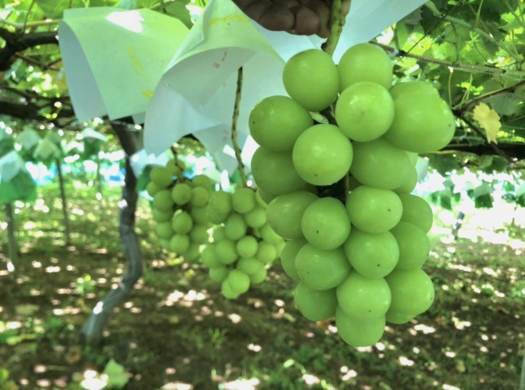 シャインマスカット 4キロ（7～10房）減農薬 山梨県 笛吹市 