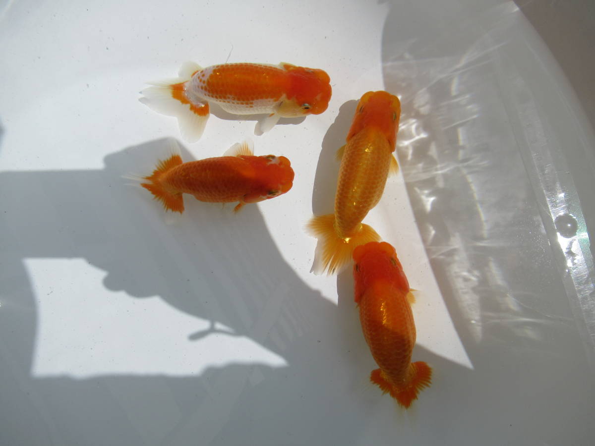 天明らんちゅう】□□□厳選本命魚□□ □特選魚□ 当歳