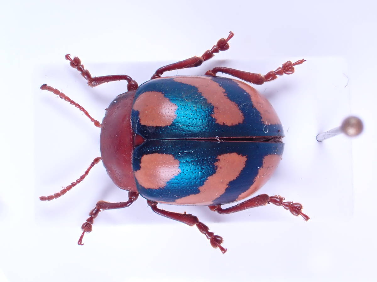 ハムシ科-05 プラティフォーラの一種 美麗固体 no.1 /ペルー産