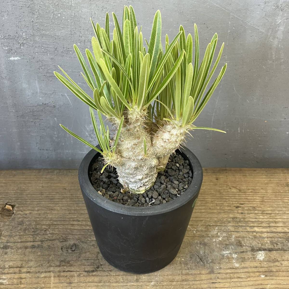 正規品，大人気 パキポディウム グラキリス 実生 pachypodium Gracilius ⑧