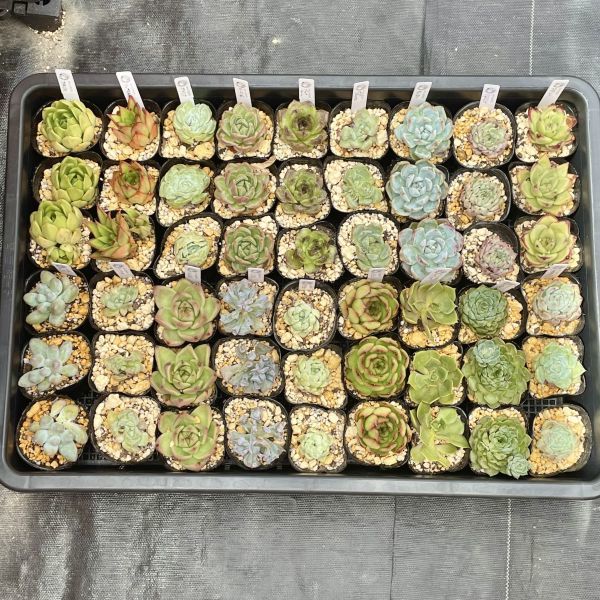 エケベリア根付き50鉢　（１８種類x３）！トレイのまま発送 ！【多肉植物】【観葉植物】