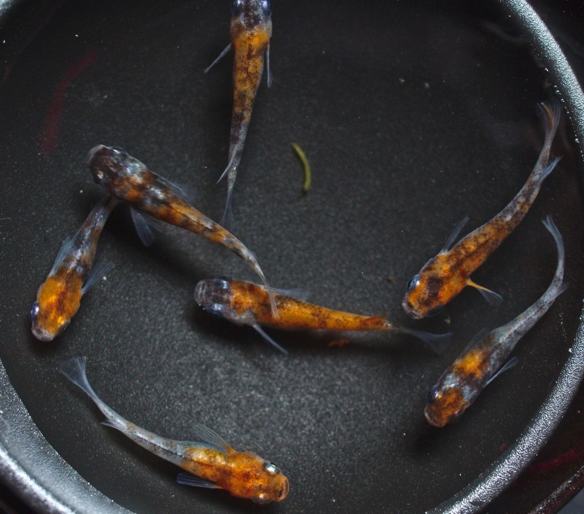 雲州三色 有精卵 30個+α 河童堂 卵 メダカ めだか B_1