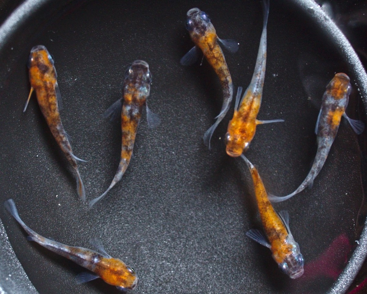 雲州三色 有精卵 30個+α 河童堂 卵 メダカ めだか B_2