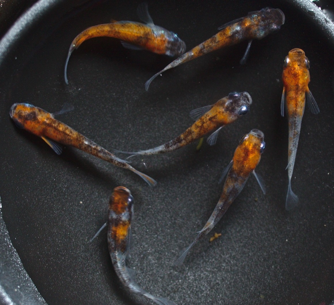 雲州三色 有精卵 30個+α 河童堂 卵 メダカ めだか B_3