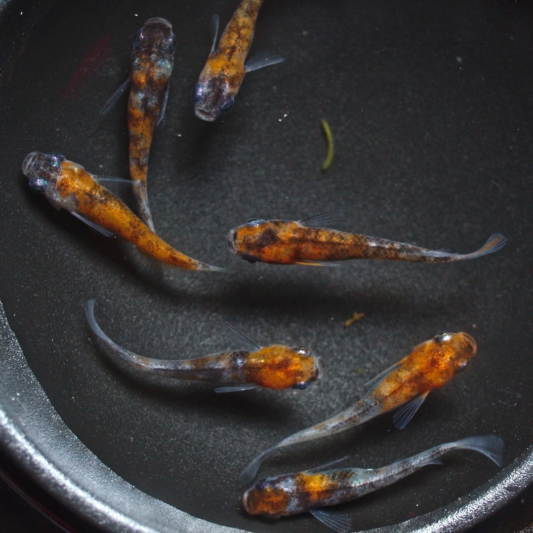 雲州三色 有精卵 30個+α 河童堂 卵 メダカ めだか B_4