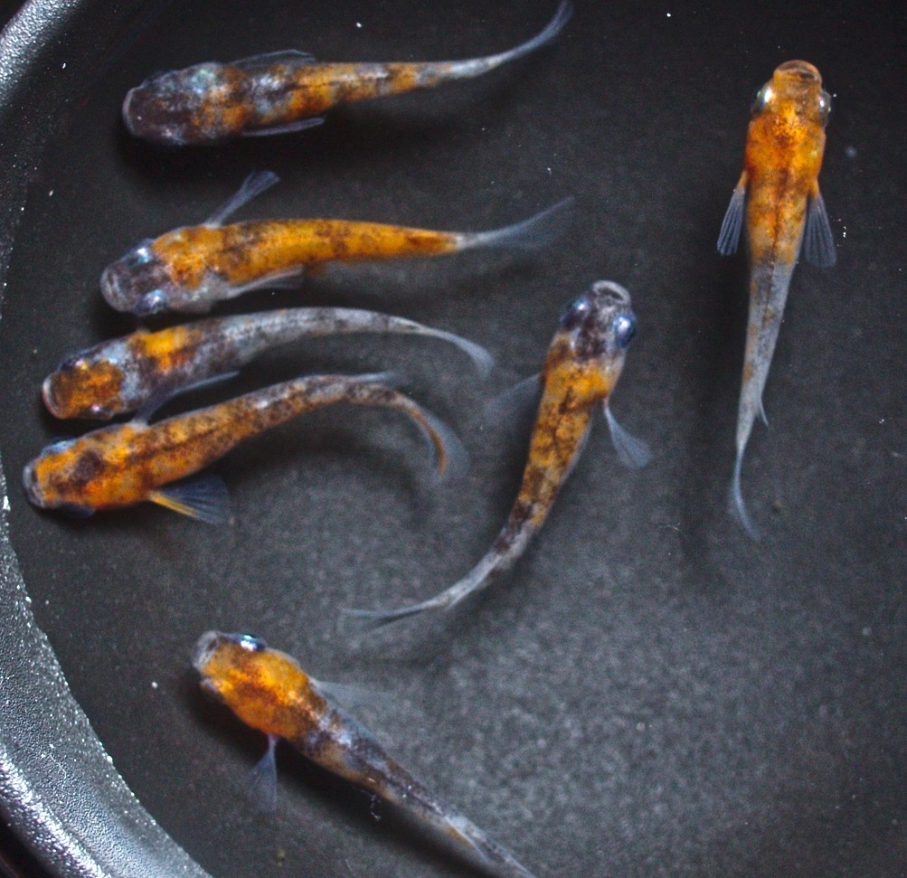 雲州三色 有精卵 30個+α 河童堂 卵 メダカ めだか B_5