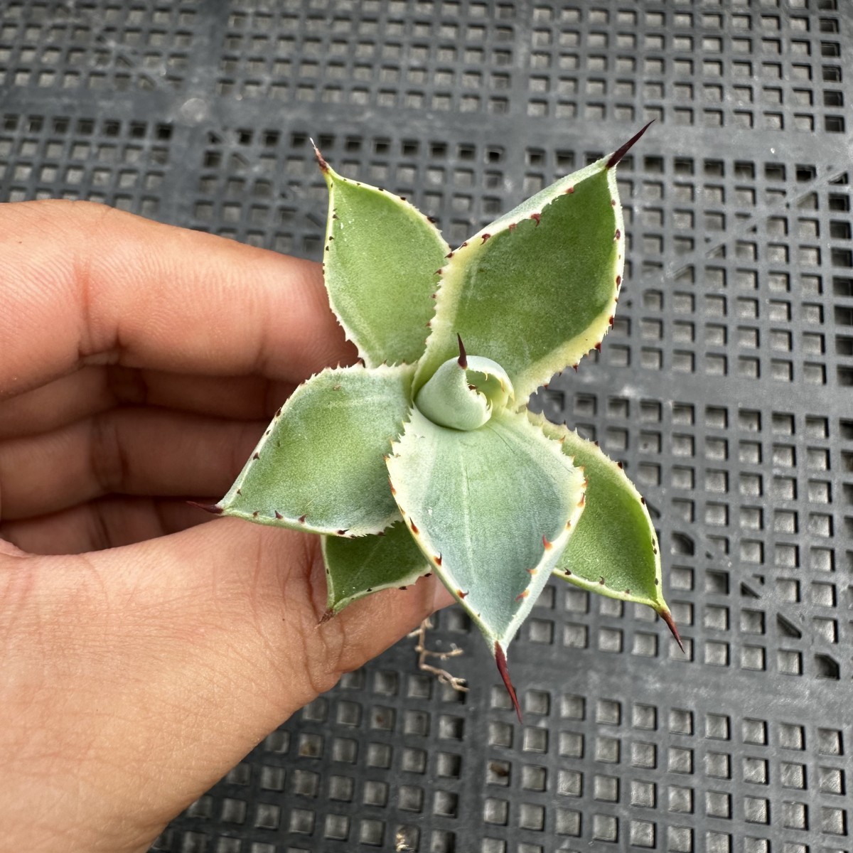 10C アガベ　パリー　トランカータ　オリザバ　斑入り　