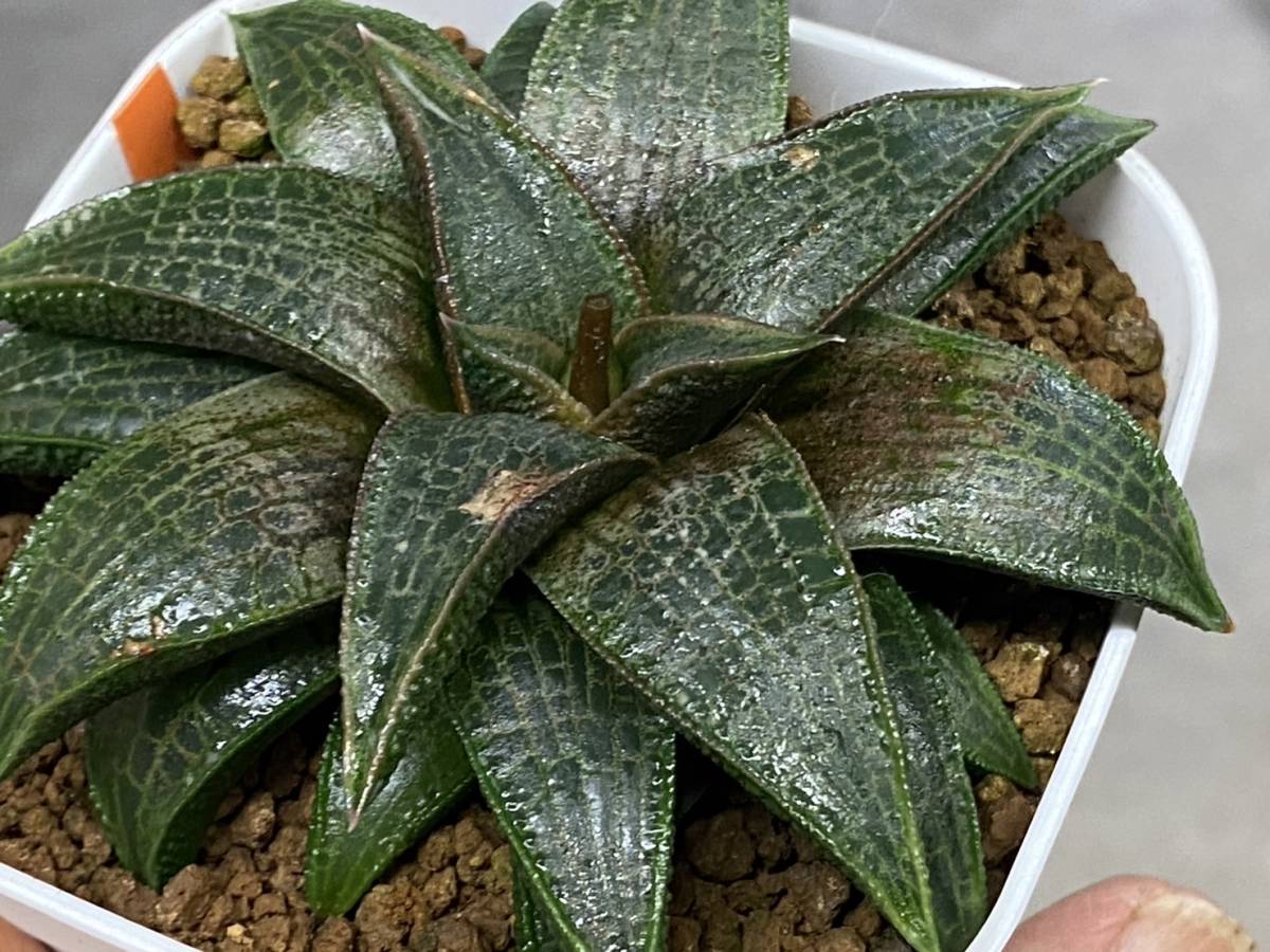多肉植物 ハオルシア ハオルチア 李氏作品125 コエル×GM447 ハオルシア