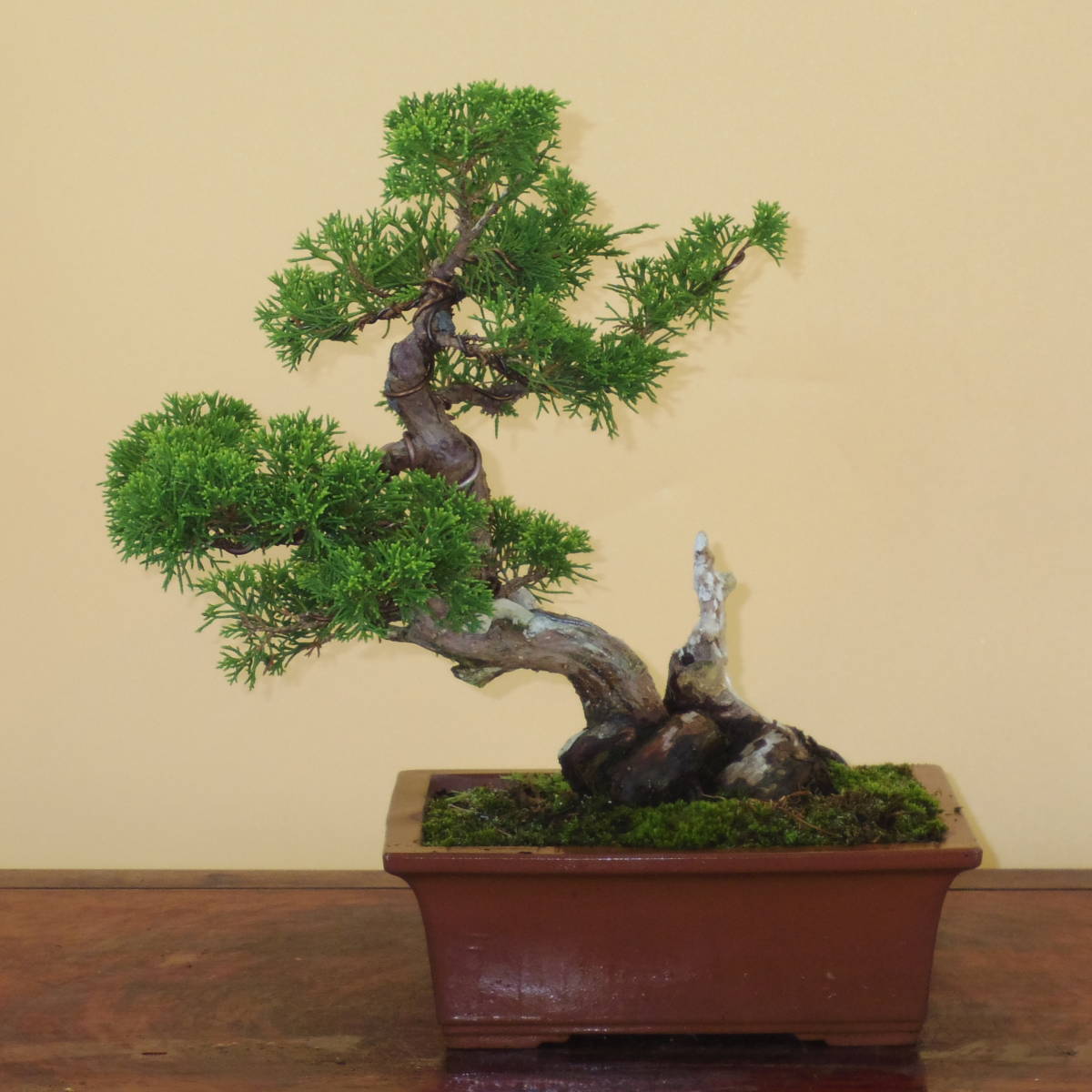 【盆栽屋大和】真柏　中品盆栽　樹高33cm（黒松杜松五葉松皐月欅楓糸魚川真柏) 新作，品質保証 【盆栽屋大和】真柏 中品盆栽 取りに来れる方大