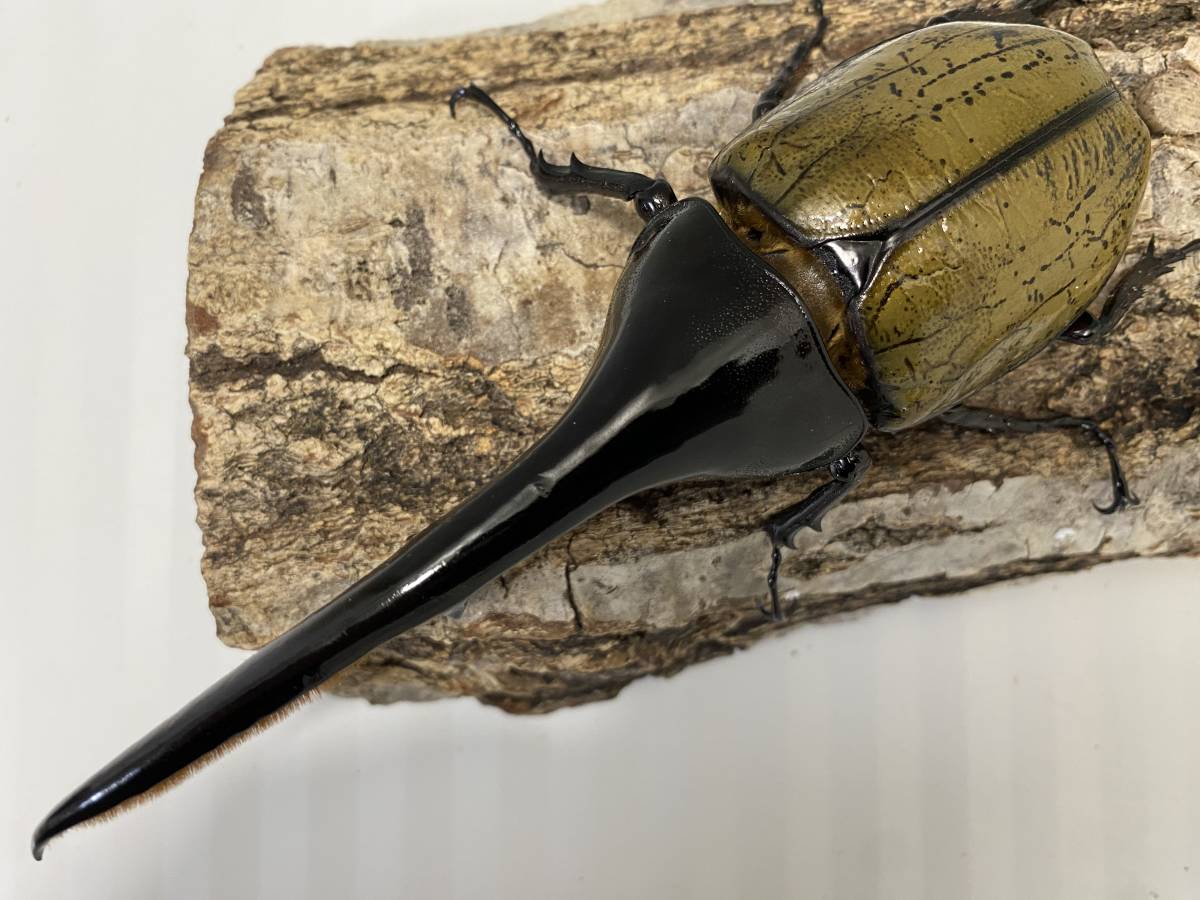 chaser1106】ヘラクレスオオカブト ♂164.5mm 《G-OAKS.33B》兄弟