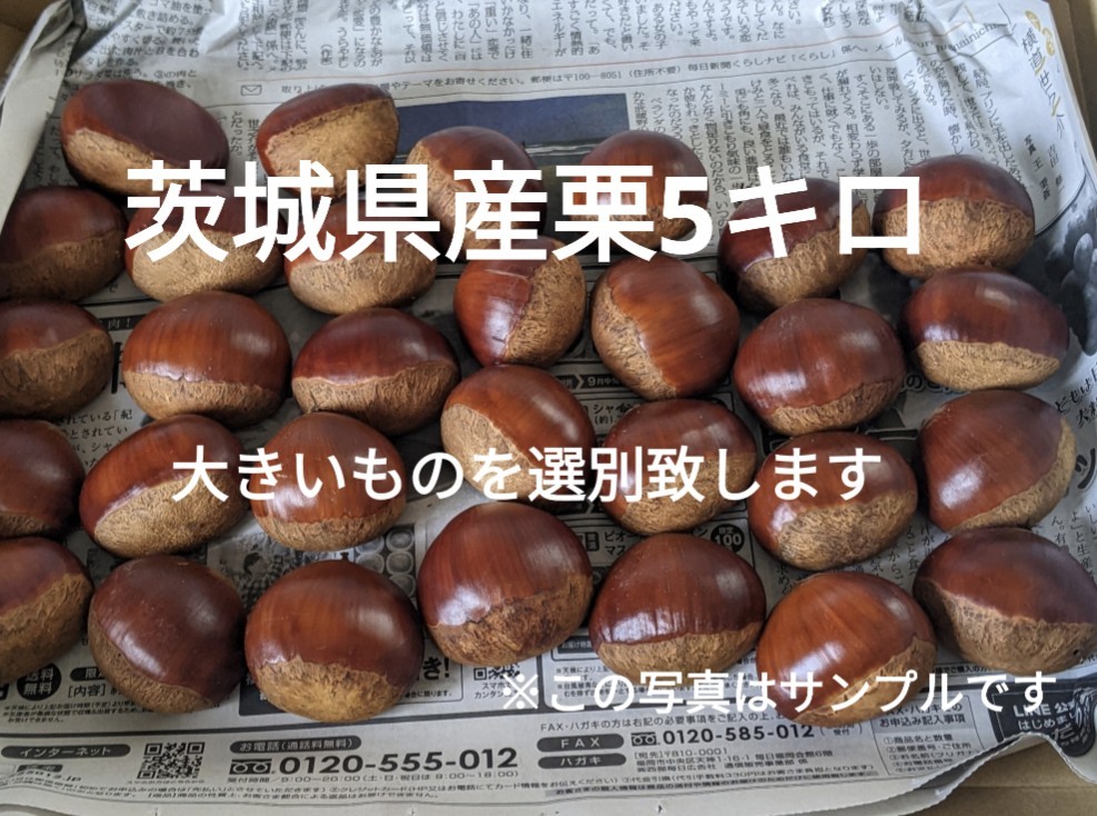 栗　約5キロ　茨城県産　生栗 笠間の栗 箱込み5キロ 栗 約5キロ 茨城県産 生栗
