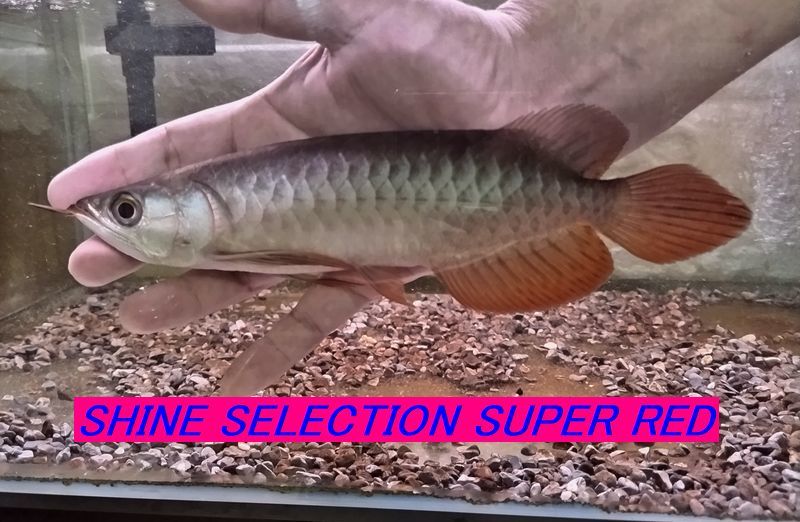 【本物保証，最新作】 SHINE SELECTION SUPER RED ２２センチ&plusmn;(アロワナ)｜売買されたオークション情報、yahooの商品情報をアーカイブ公開 - オークファン アロワナ