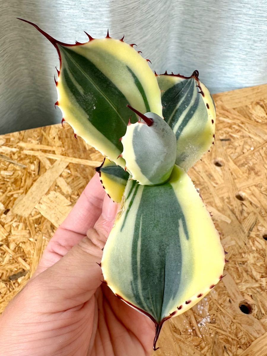 アガベ 多肉植物 パリー　トランカータ　オリザバ　自家繁殖訳あり美株