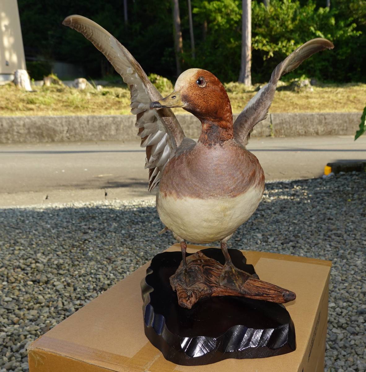 ヒドリガモ カモ 野鳥 鳥 剥製 はくせい （バードカービング 
