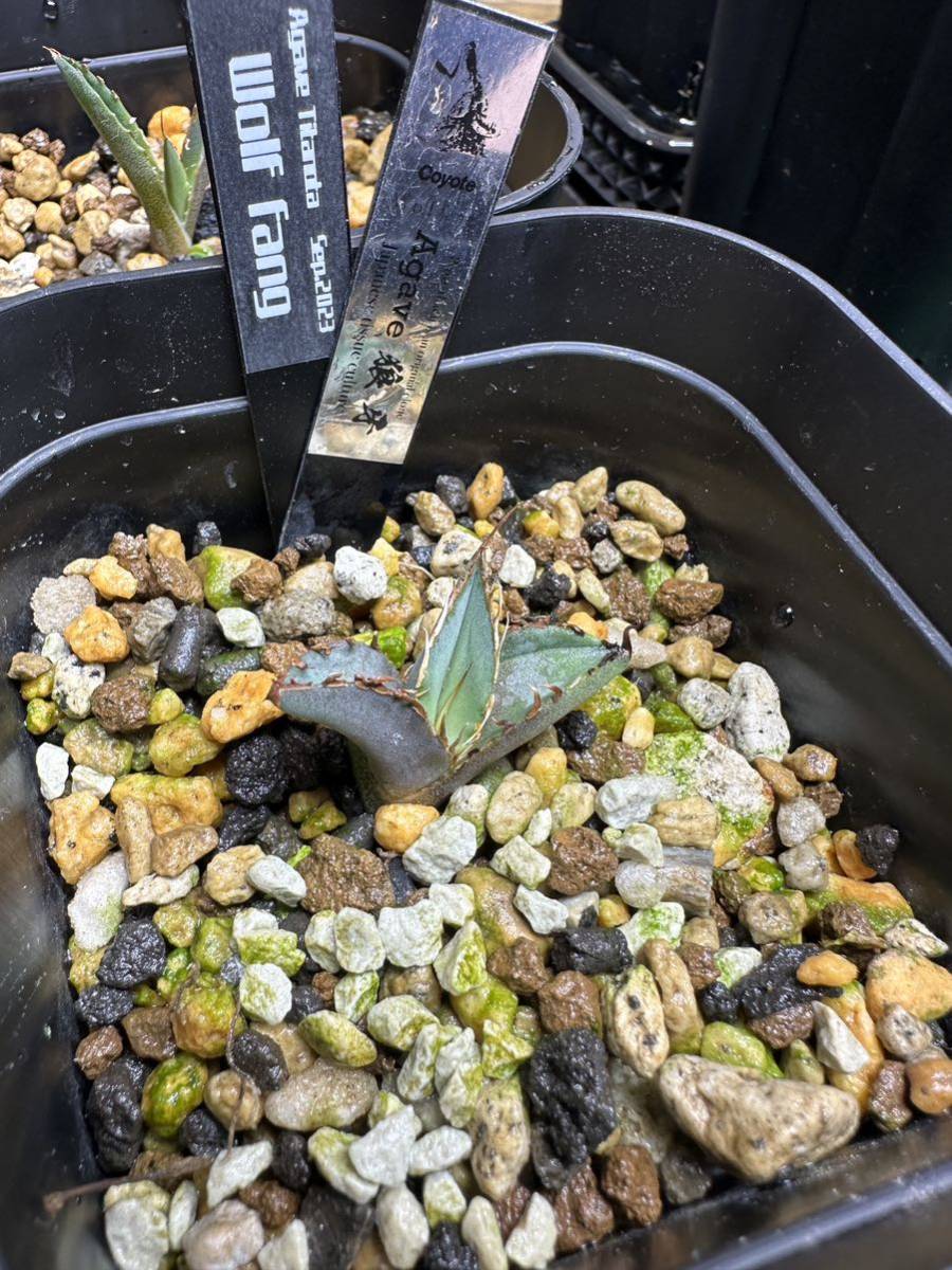 【子株出品】アガベ チタノタ 狼牙 発根済み