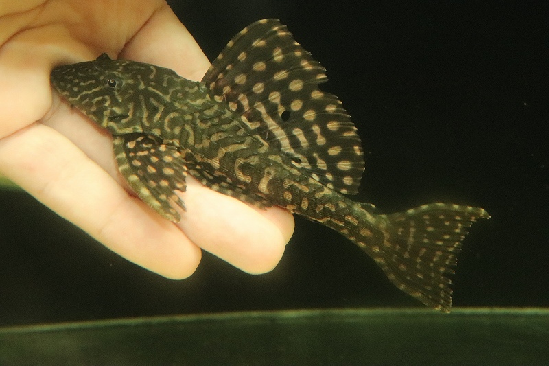 赤字超特価，新作 淡水魚 ブラジル便 セルフィンプレコ アラグアイア産 ワイルド 1匹 サンプル画像 &plusmn;12-15cm プレコ(プレコ)｜売買されたオークション情報、yahooの商品情報をアーカイブ公開 - オークファン プレコ