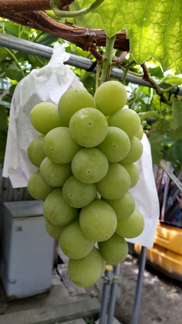 おかやまの シャインマスカット　２キロ入り