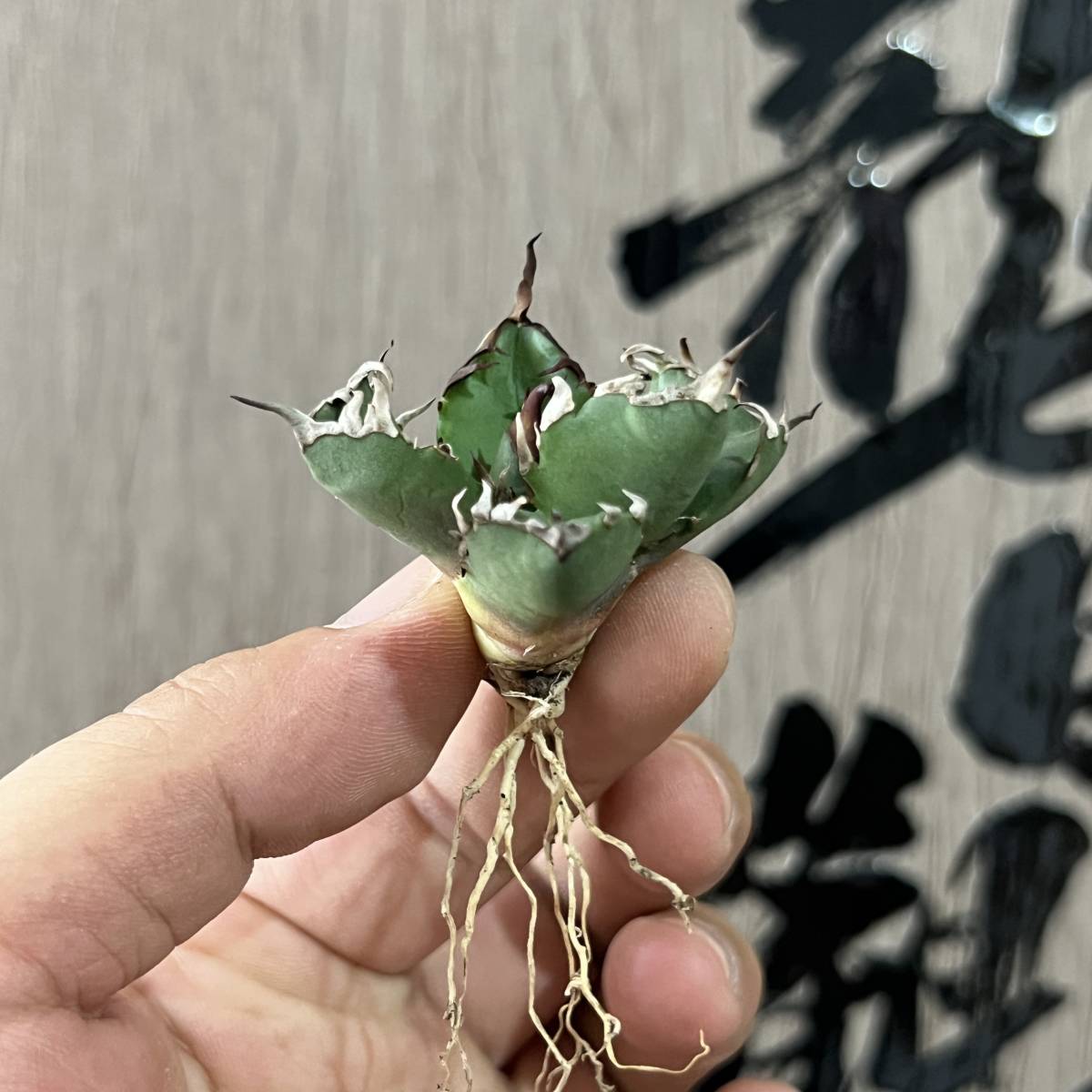 ⑦ アガベ 美株 親株 大株 Agave 姫厳龍 プレゼント有 Agave titanota