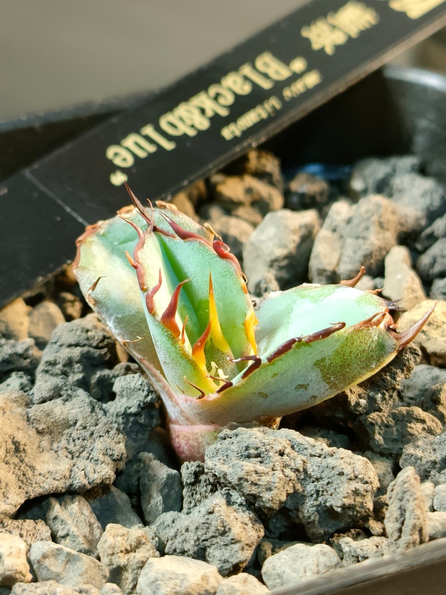 【hiiro】アガベ ブラック＆ブルー 子株 親株ダイヤ ブラックアンドブルー 子株 ブルーダイヤモンド（検 チタノタ BB BB錦