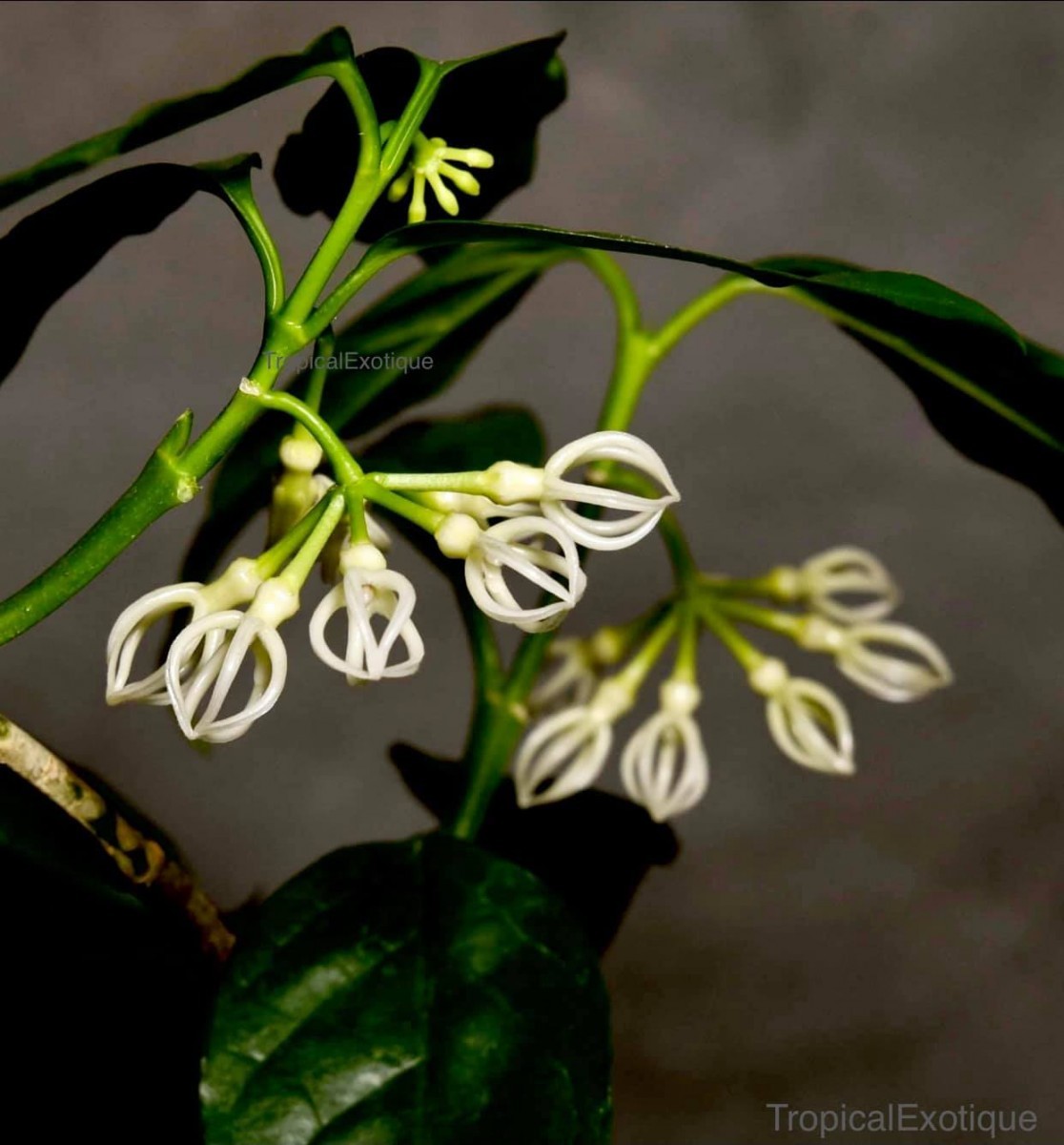 とても変わった花のホヤ　(774) Hoya decipulae ホヤ デシプラ