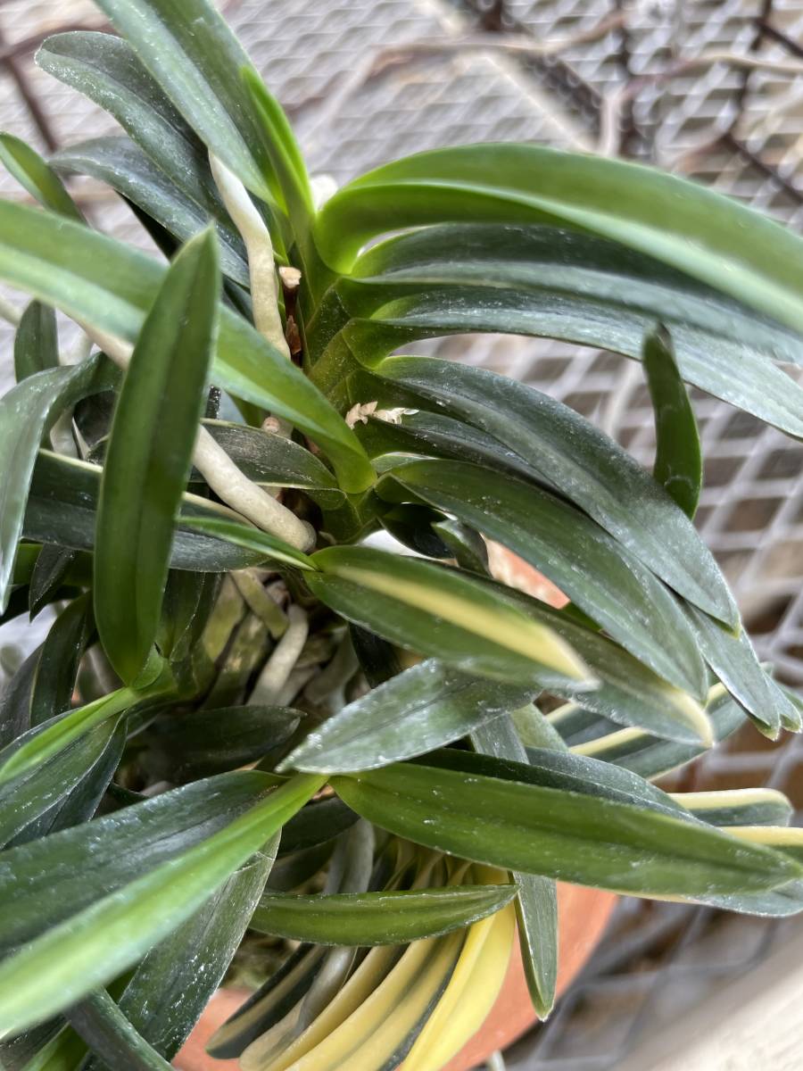 富貴蘭 翠華殿、【神の雫】