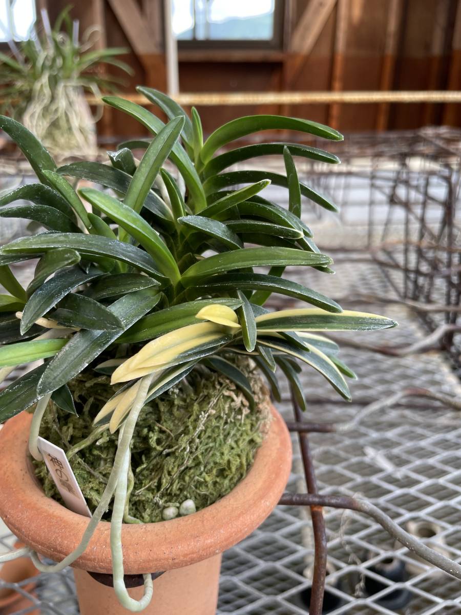 富貴蘭　  満月他3品　そら豆 富貴蘭 満月他3品 そら豆 富貴蘭 満月他3品 そら豆様専用 【