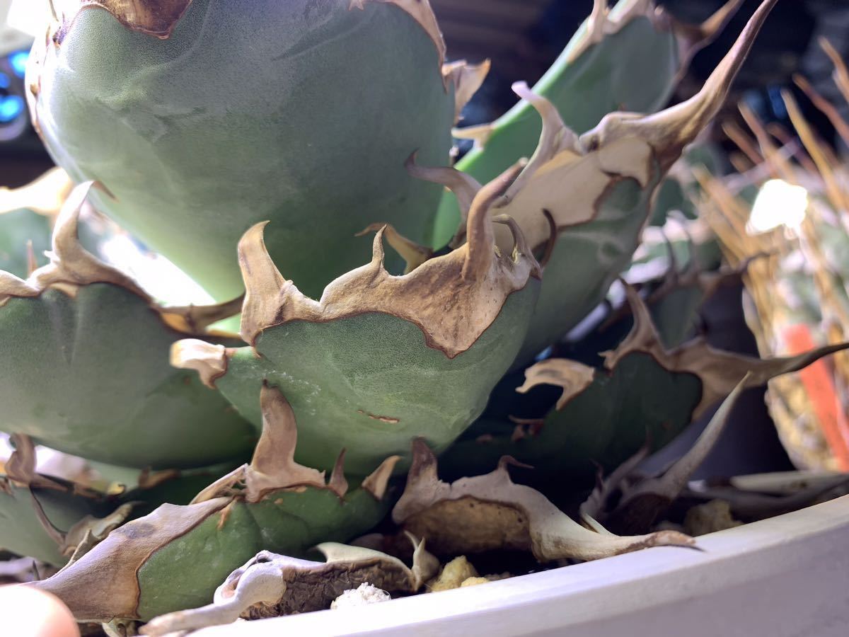 ★恐竜牙歯★ハデス★Hades★陽炎 チタノタ titanota agave アガベ①