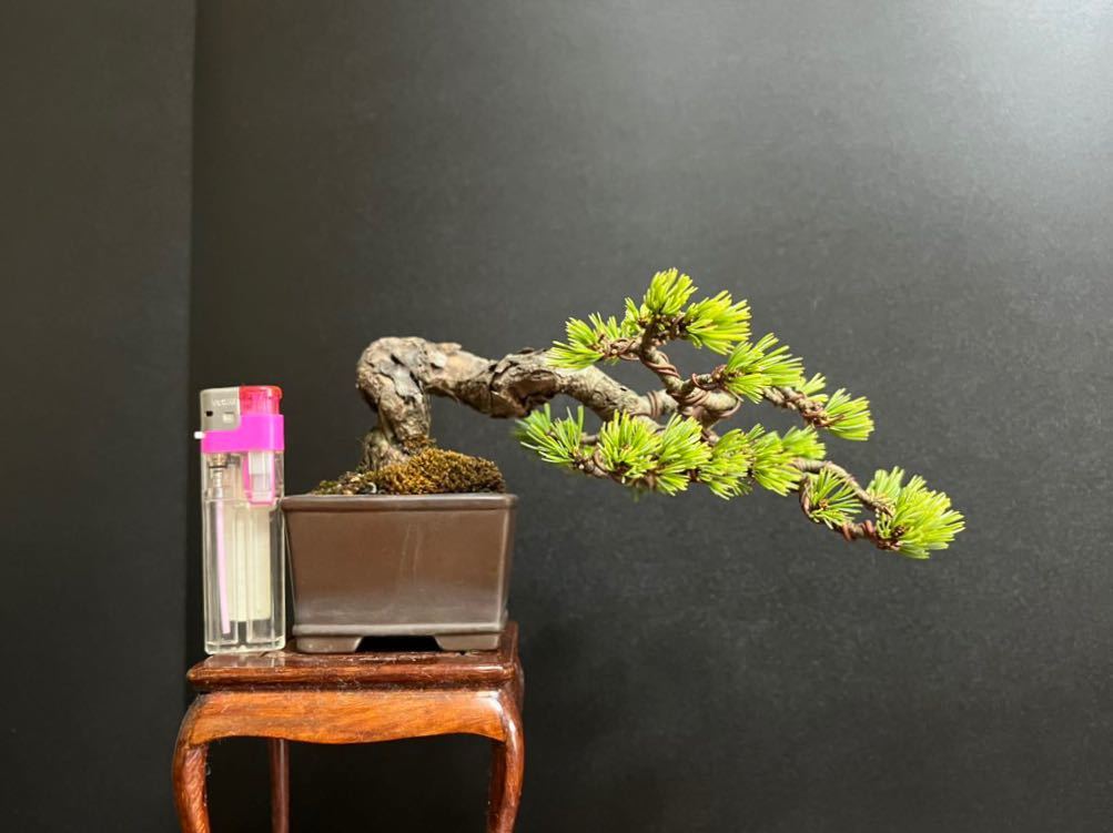 盆栽　五葉松　上下18cm 盆栽 五葉松 上下18cm 【公式通販】