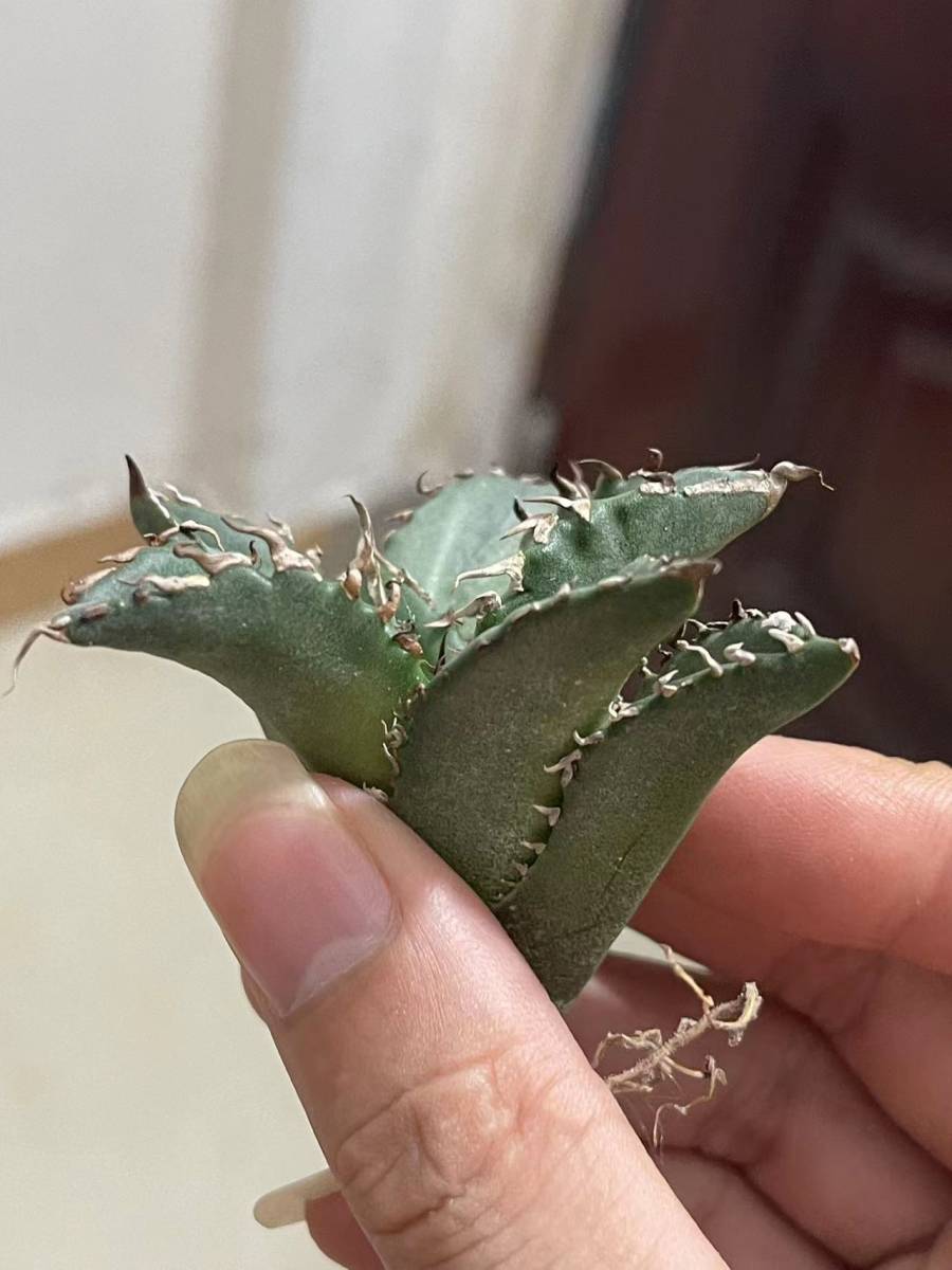 極上CG産アガベ スーパーチタノタ悪魔くん スパチタBAKEMONO 子株