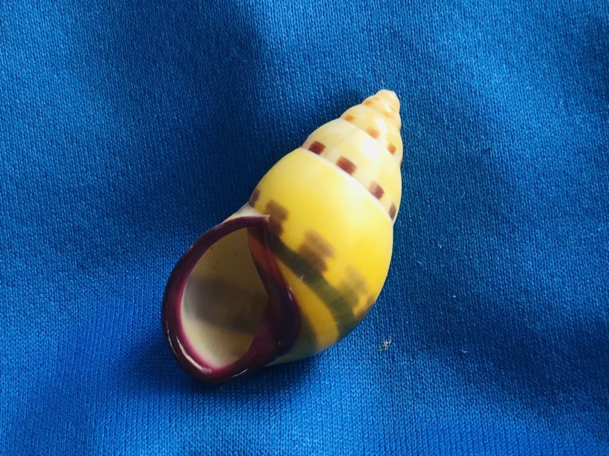 貝標本インドネシアン.アンフ属Amphidromus latestrigatus consobrinus