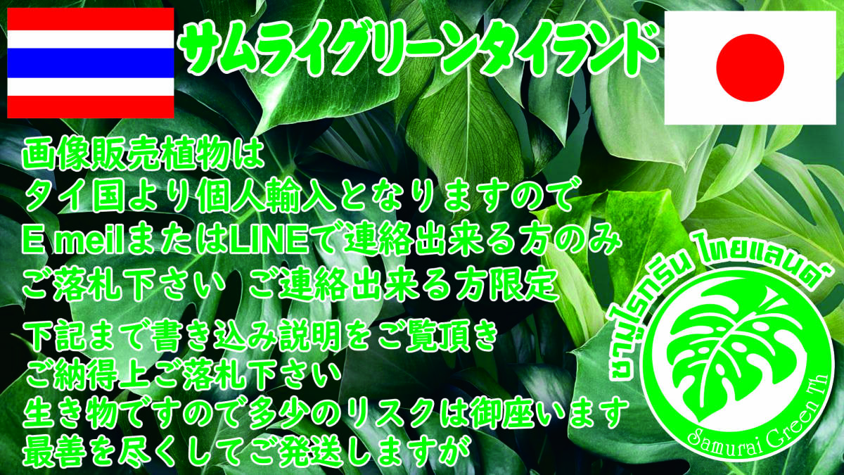 ユッカ ロストラータ トリプル ヘッド ドライガーデン Yucca 