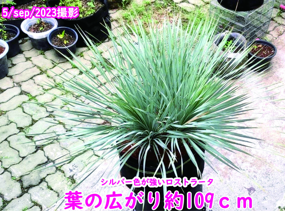 ユッカ ロストラータ トリプル ヘッド ドライガーデン Yucca 