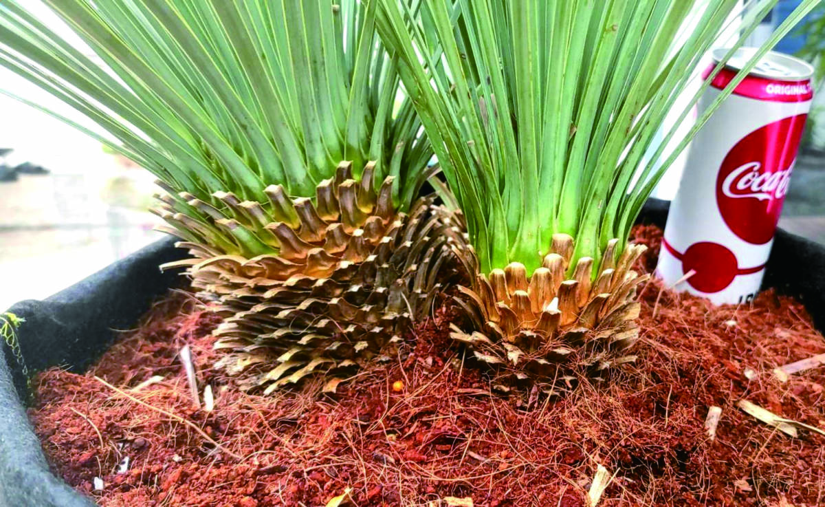 ユッカ ロストラータ トリプル ヘッド ドライガーデン Yucca 