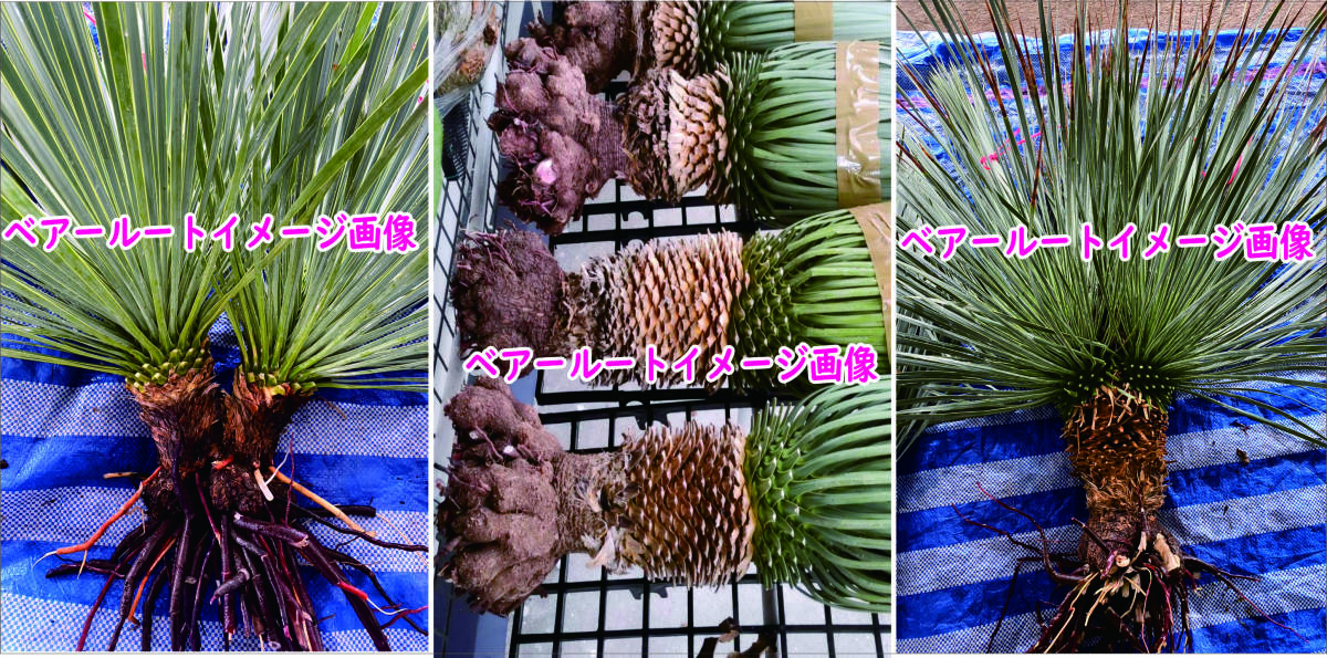 ユッカ ロストラータ トリプル ヘッド ドライガーデン Yucca 