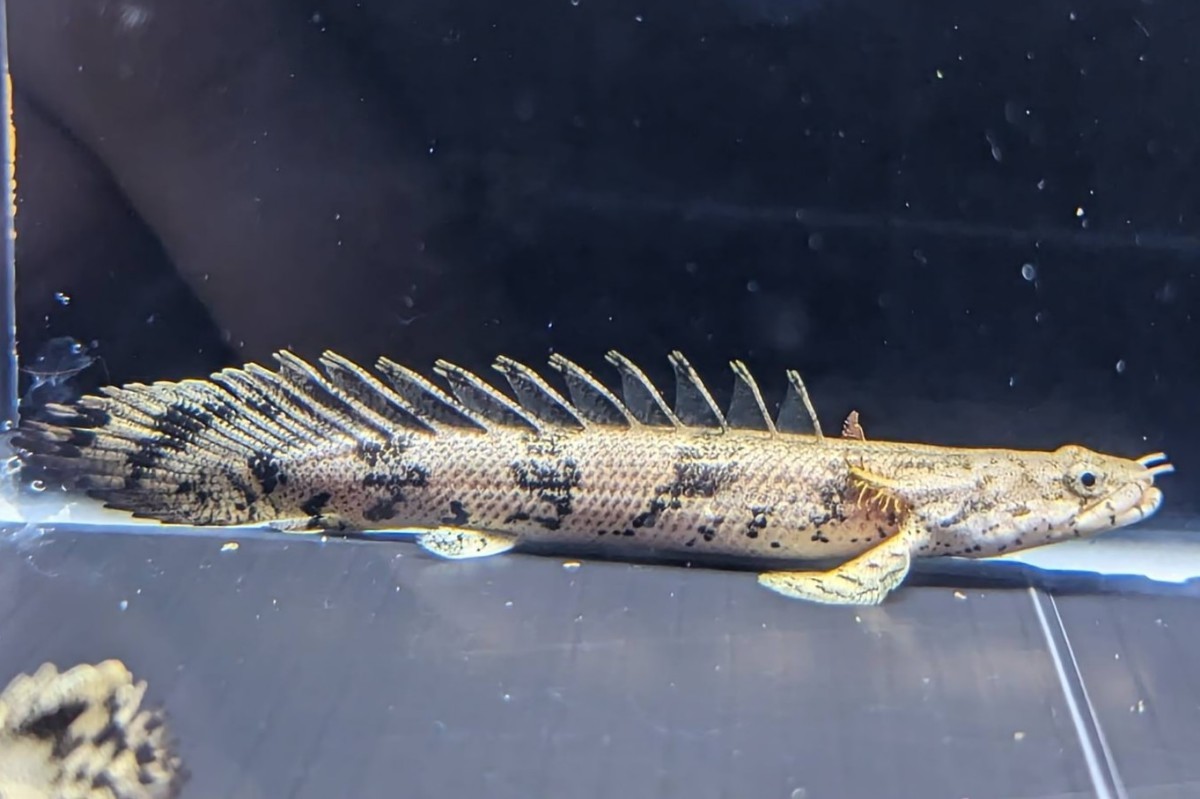 ☆2匹セット☆ ポリプテルス エンドリケリー 約8〜10cm 古代魚の定番 