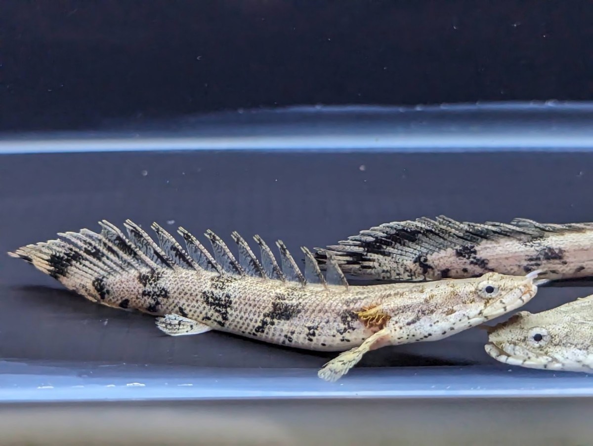 ☆2匹セット☆ ポリプテルス エンドリケリー 約8〜10cm 古代魚の定番 